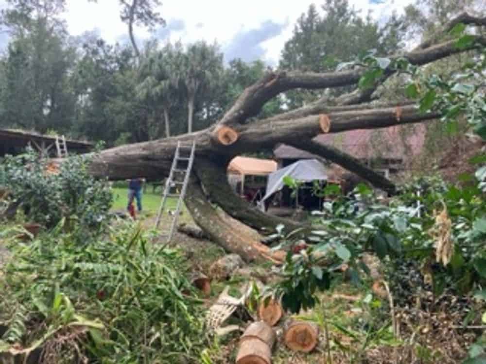 Storm Clean Up image